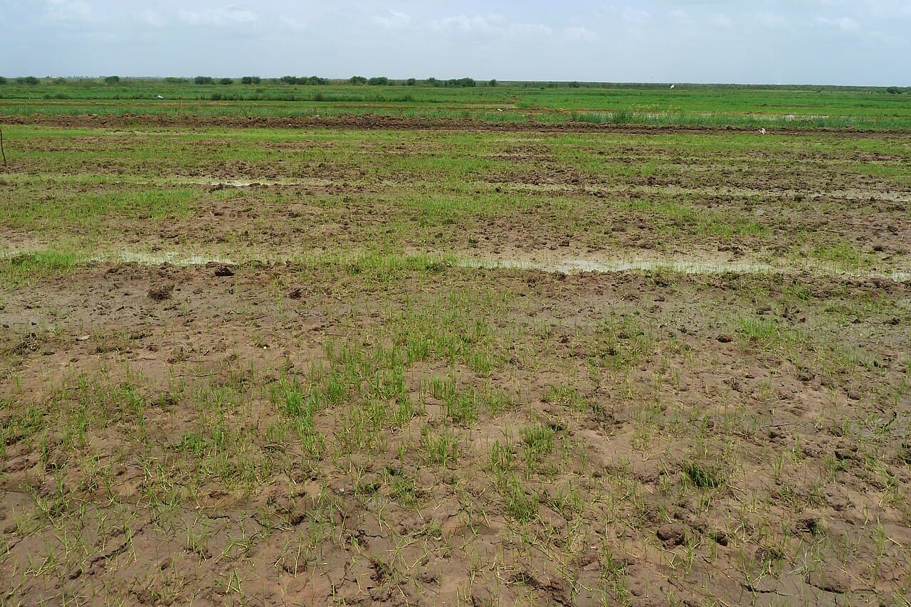 Secteur agricole au Sénégal