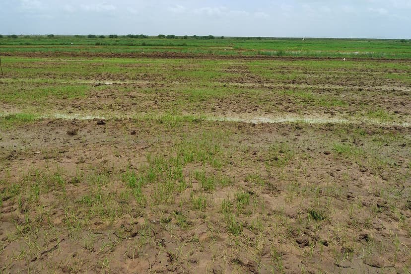 Rizière irriguée dans la vallée du fleuve Sénégal